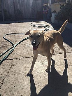 adoptable Dog in Dana Point, CA named Dallas