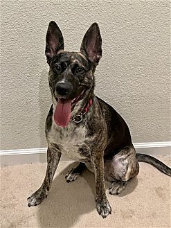 ORI - Shepherd / Retriever available for adoption
