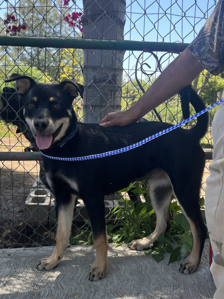 adoptable Dog in Dana Point, CA named Lucy