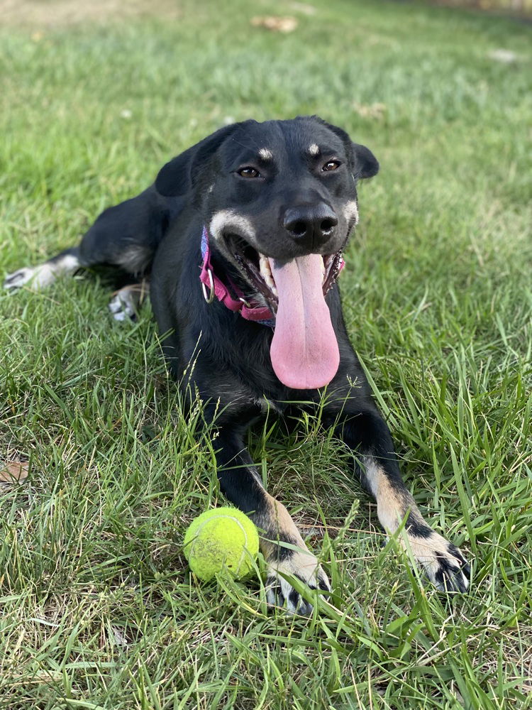 adoptable Dog in Dana Point, CA named Lexi