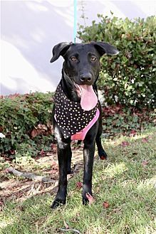 adoptable Dog in Dana Point, CA named Kendall