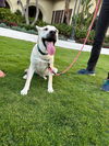 adoptable Dog in Dana Point, CA named Paisley