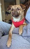 Tito - Photo 3