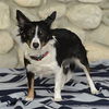 adoptable Dog in Dana Point, CA named Lulu