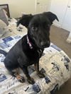 adoptable Dog in Dana Point, CA named Selena