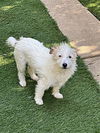 adoptable Dog in Dana Point, CA named Ella and Shelby