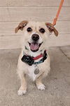 adoptable Dog in Dana Point, CA named Appa