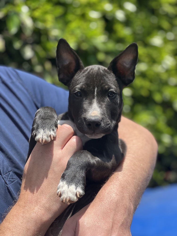 adoptable Dog in Dana Point, CA named Seymour