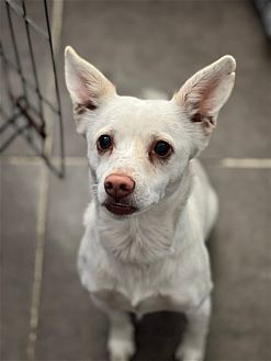 adoptable Dog in Dana Point, CA named Owen