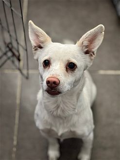 OWEN - Spitz / Chihuahua available for adoption