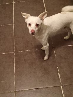 OWEN - Spitz / Chihuahua available for adoption