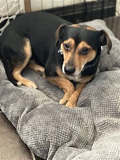 GRADY - Beagle / Miniature Pinscher available for adoption