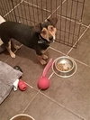 Grady - Photo 2