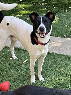 CHARLIE - Border Collie / Rat Terrier available for adoption
