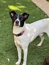 Charlie - Photo 4