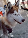 Sasha - Photo 3