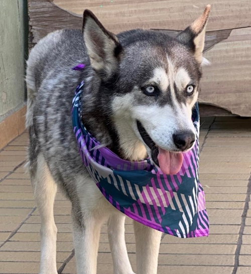 DIXIE - Husky available for adoption