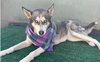 Dixie - Photo 2