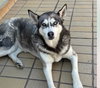 Dixie - Photo 3