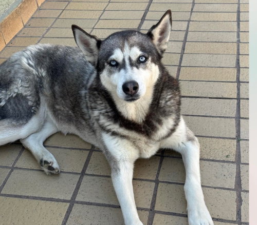 Photo 3 of Dixie
