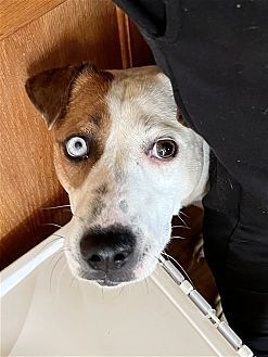 POPPY - Terrier / Hound available for adoption
