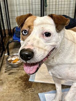 POPPY - Terrier / Hound available for adoption