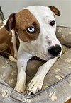 Poppy - Photo 4
