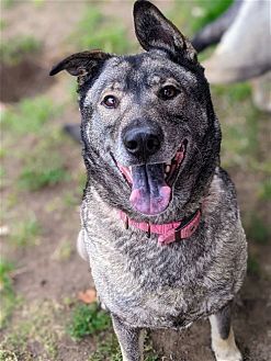 adoptable Dog in Dana Point, CA named Freida and Dallen