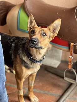 JASMINE - German Shepherd Dog / Australian Kelpie available for adoption