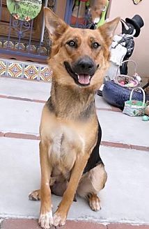 JASMINE - German Shepherd Dog / Australian Kelpie available for adoption
