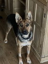 Jasmine - Photo 3