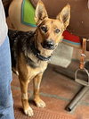 Jasmine - Photo 4