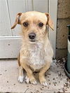 adoptable Dog in Dana Point, CA named Sampson