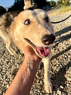 HARLEY - Husky available for adoption
