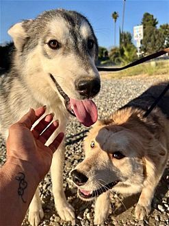 HARLEY - Husky available for adoption