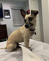 adoptable Dog in Dana Point, CA named Ty