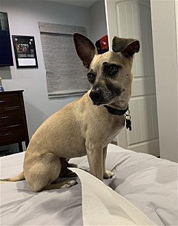 TY - Chihuahua available for adoption