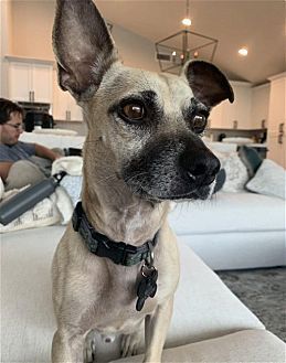 TY - Chihuahua available for adoption