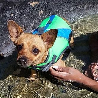 adoptable Dog in Dana Point, CA named Penny