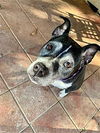 adoptable Dog in Dana Point, CA named Marni