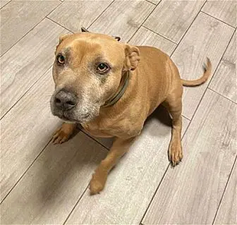 Chyna - Terrier