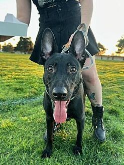 adoptable Dog in Dana Point, CA named Brownie