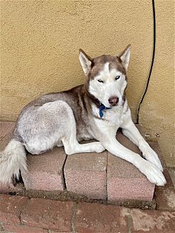 Photo 3 of Coco