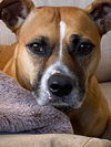 adoptable Dog in  named Shea