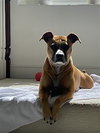 Shea - Photo 2