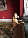 Shea - Photo 3