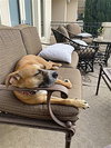 Shea - Photo 4