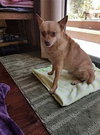 Duke - Photo 2