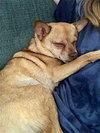 Duke - Photo 3