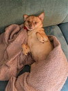 Duke - Photo 4
